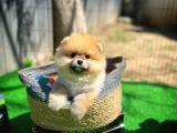 Orjinal Renk Boo Pomerani̇an Kızımız Missy