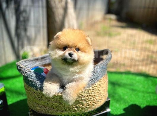 Orjinal Renk Boo Pomerani̇an Kızımız Missy görsel