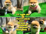 Orjinal Renk Boo Pomerani̇an Kızımız Missy
