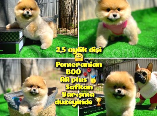 Orjinal Renk Boo Pomerani̇an Kızımız Missy