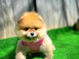 Orjinal Renk Boo Pomerani̇an Kızımız Missy