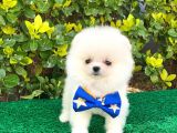Safkan Pomeranian Yavruları
