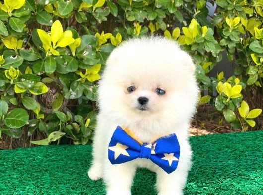 Safkan Pomeranian Yavruları