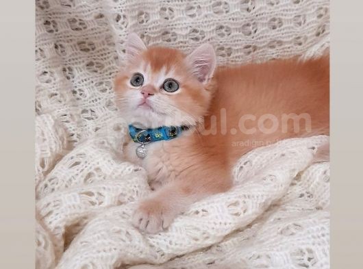 Boncuk Gözlü Golden Yavrumuz Yuvasını Ariyor görsel