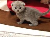 Yavru 2 Aylik Scotish Fold Ve British Shorthair