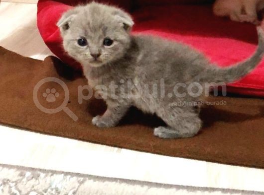 Yavru 2 Aylik Scotish Fold Ve British Shorthair görsel