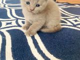 Yavru 2 Aylik Scotish Fold Ve British Shorthair