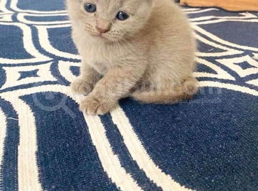 Yavru 2 Aylik Scotish Fold Ve British Shorthair