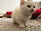 Yavru 2 Aylik Scotish Fold Ve British Shorthair