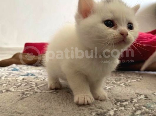 Yavru 2 Aylik Scotish Fold Ve British Shorthair görsel