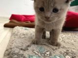 Yavru 2 Aylik Scotish Fold Ve British Shorthair