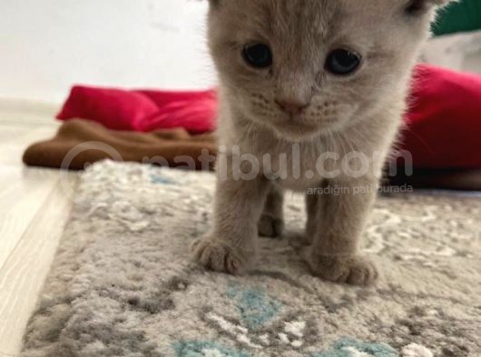 Yavru 2 Aylik Scotish Fold Ve British Shorthair görsel