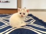 Yavru 2 Aylik Scotish Fold Ve British Shorthair