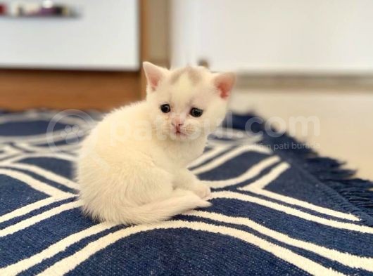 Yavru 2 Aylik Scotish Fold Ve British Shorthair görsel