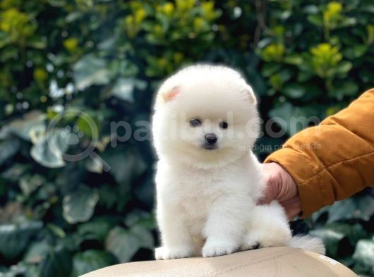 Yakişikli Pomerai̇nan Boo görsel