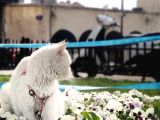 Maraş - Adana - Mersi̇n - Antep - Hatay- Urfa Di̇şi̇ Beyaz Melek