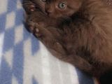 55 günlük British Shorthair Dişi