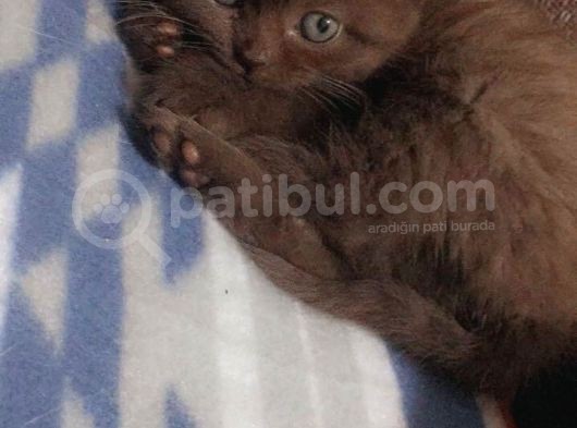 55 Günlük British Shorthair Dişi