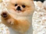 Yetiskin Oğlum Archie Pomeranian