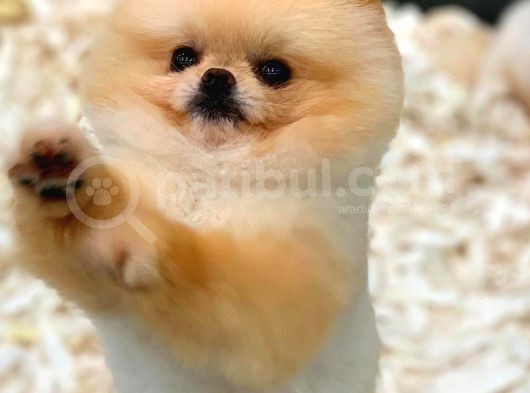 Yetiskin Oğlum Archie Pomeranian görsel