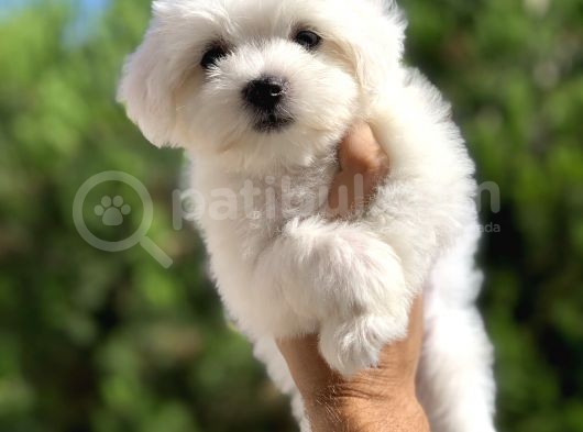 Safkan Irk Garantili Maltese Terrier Yavrularımız