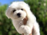 Safkan Irk Garantili Maltese Terrier Yavrularımız