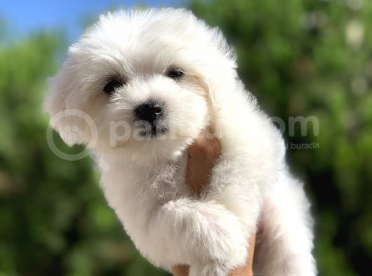 Safkan Irk Garantili Maltese Terrier Yavrularımız görsel