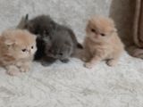 Melekler Exotic Shorthair