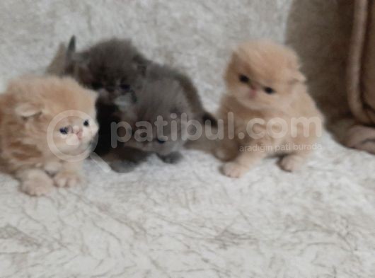 Melekler Exotic Shorthair görsel