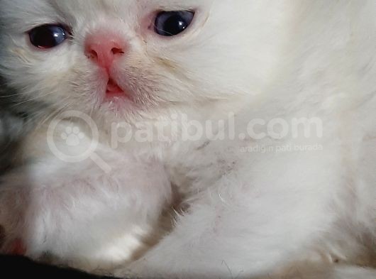 Melekler Exotic Shorthair görsel