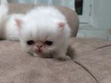 Melekler Exotic Shorthair