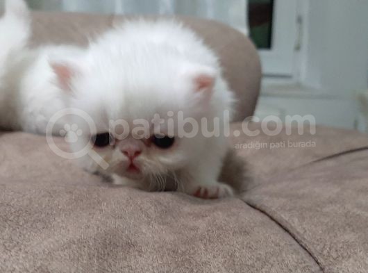 Melekler Exotic Shorthair