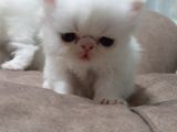 Melekler Exotic Shorthair