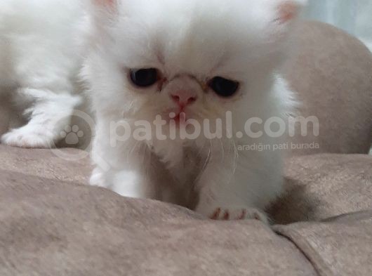 Melekler Exotic Shorthair görsel