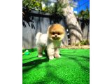 Teacup Teddy Bear Pomeranian Yavrularımız