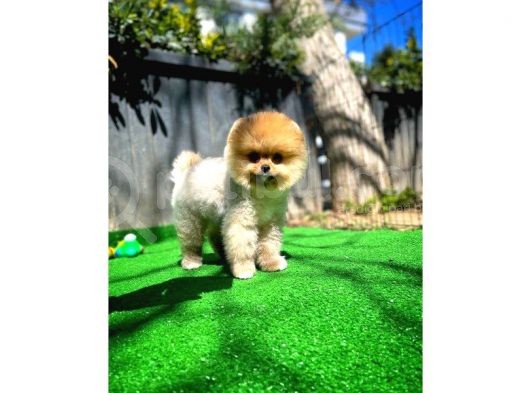 Teacup Teddy Bear Pomeranian Yavrularımız