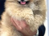 Aslan Babanın Aslan Oğlu Muhtesem Teddy Bear Bebek