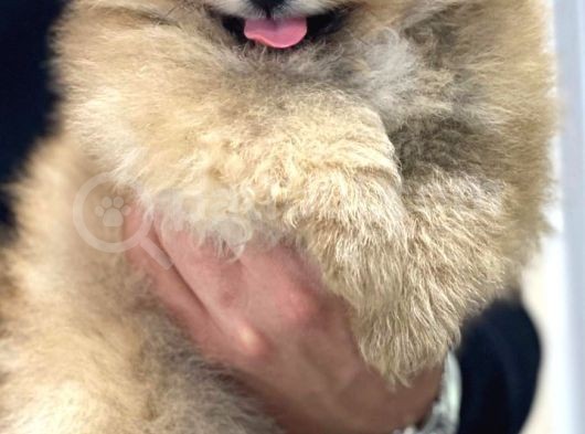Aslan Babanın Aslan Oğlu Muhtesem Teddy Bear Bebek görsel