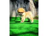 Teacup Teddy Bear Pomeranian Yavrularımız