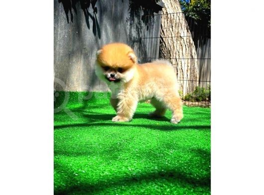 Teacup Teddy Bear Pomeranian Yavrularımız görsel