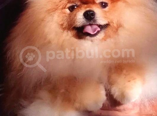 Aslan Babanın Aslan Oğlu Muhtesem Teddy Bear Bebek