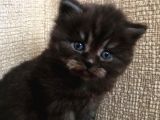 British longhair