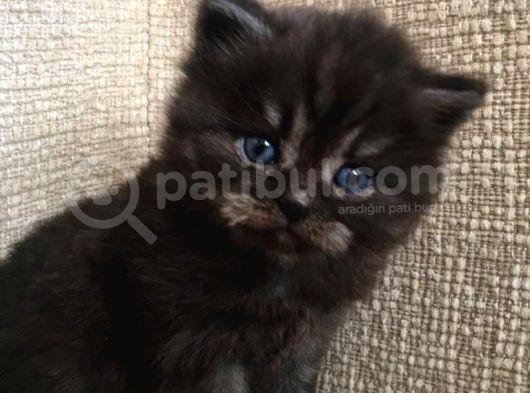 British Longhair