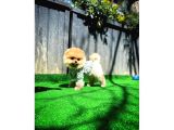Teacup Teddy Bear Pomeranian Yavrularımız