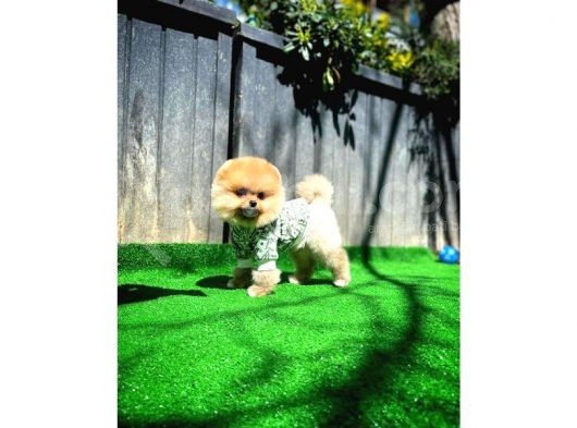 Teacup Teddy Bear Pomeranian Yavrularımız görsel