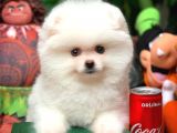 Ayı Surat Pomeranian Boo Yavrularımız