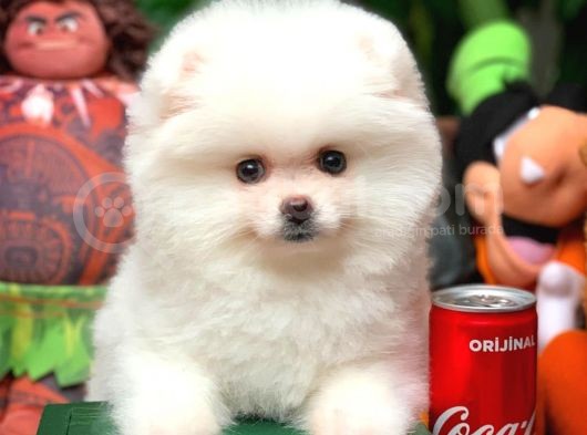 Ayı Surat Pomeranian Boo Yavrularımız görsel
