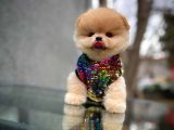 Irk Ve Sağlık Garantili Pomeranian Boo Yavrularımız