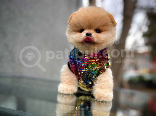 Irk Ve Sağlık Garantili Pomeranian Boo Yavrularımız görsel