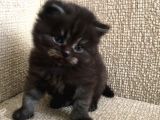 British Longhair
